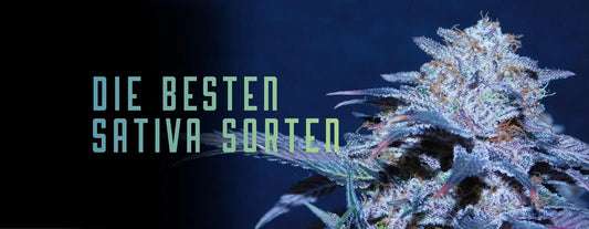 Die besten Sativa Cannabis Sorten 2026: Unsere Top-Auswahl & Tipps