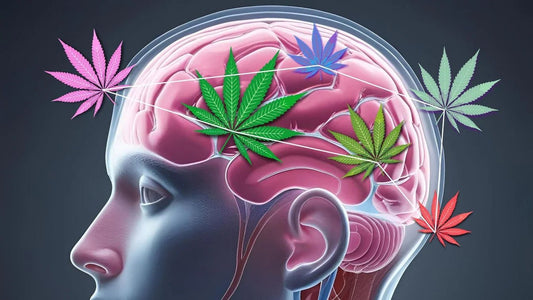 Endocannabinoid-System und Cannabinoide