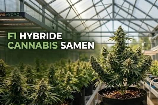 F1-Hybride Cannabis 