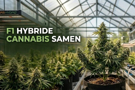 F1-Hybride Cannabis 