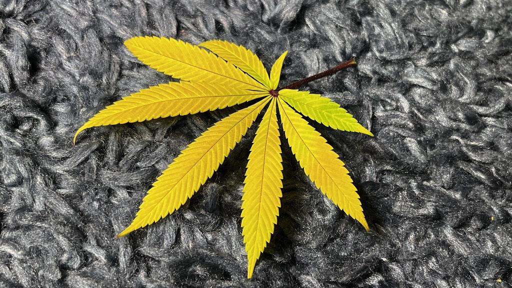cannabis-gelbe-blätter
