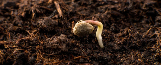 cannabis-samen-keimen