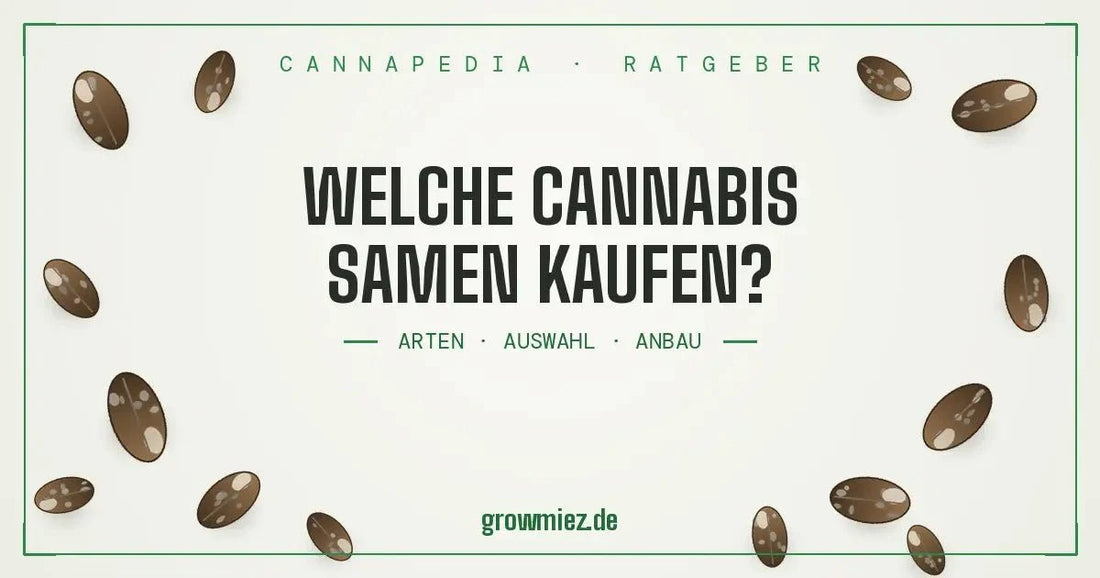 Cannabis Samen kaufen Anleitung