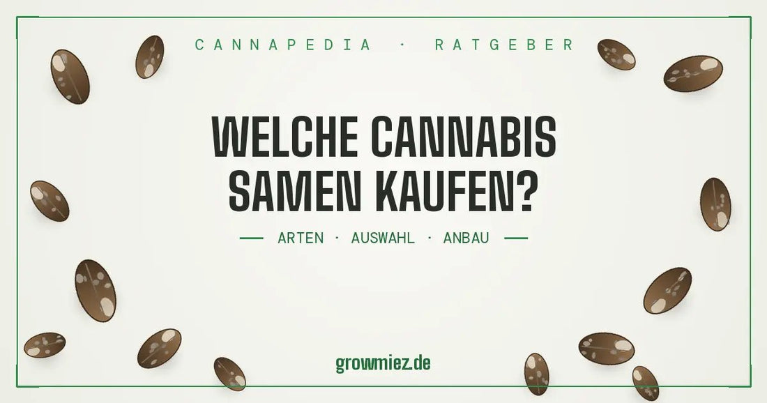 Cannabis Samen kaufen Anleitung