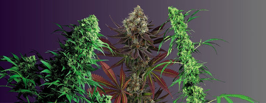 indica-sativa-oder-hybrid