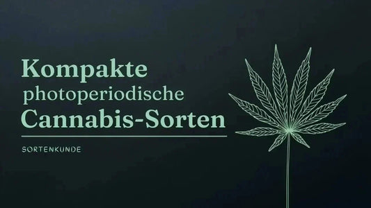 Die kompaktesten photoperiodischen Cannabis Sorten