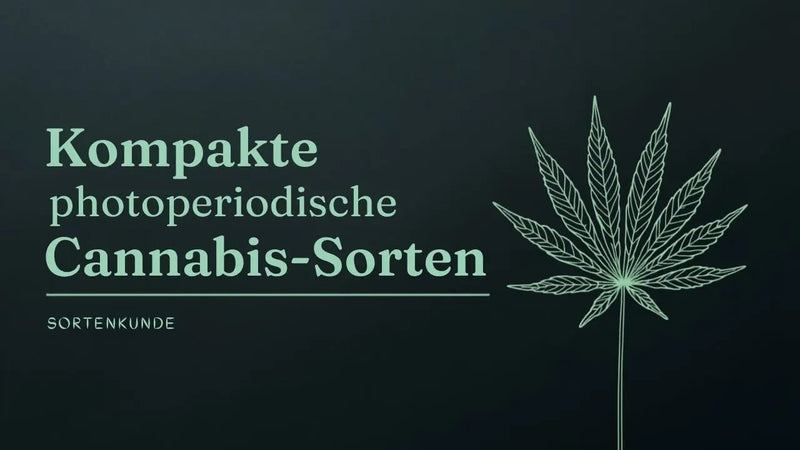 Die kompaktesten photoperiodischen Cannabis Sorten