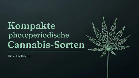 Die kompaktesten photoperiodischen Cannabis Sorten