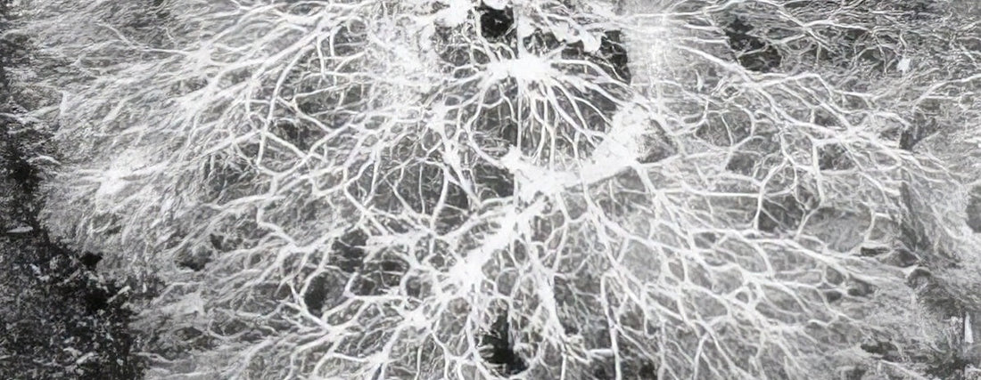 bodenleben-mykorrhiza-und-bakterien-im-cannabisanbau