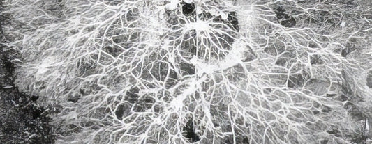 bodenleben-mykorrhiza-und-bakterien-im-cannabisanbau