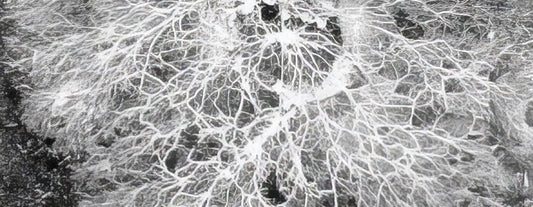 bodenleben-mykorrhiza-und-bakterien-im-cannabisanbau