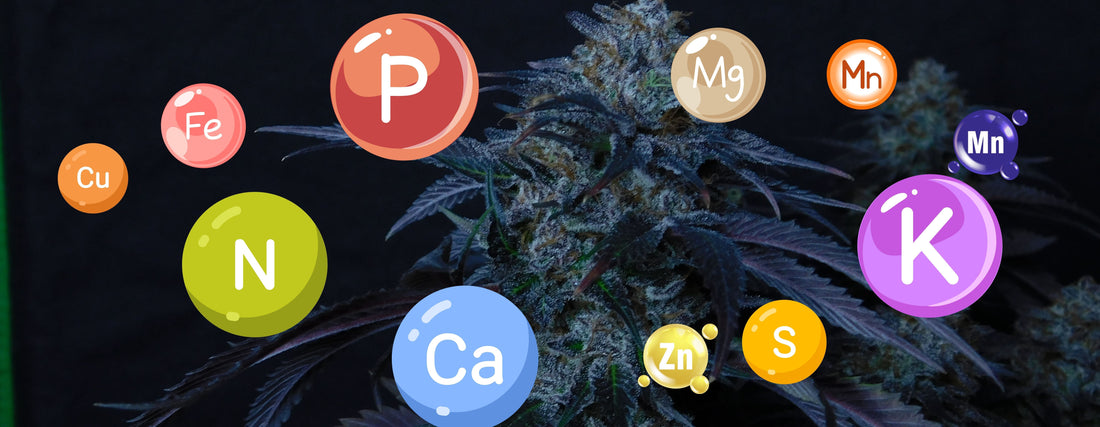 Makro- vs. Mikronährstoffe für Cannabis: Unsichtbare Kräfte für maximale Ernte