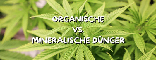 Organische vs. mineralische Dünger für Cannabis: Fundierter Vergleich & Anwendung