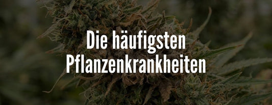 die häufigsten Krankheiten im Cannabisanbau
