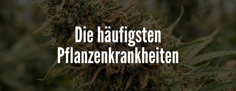 die häufigsten Krankheiten im Cannabisanbau