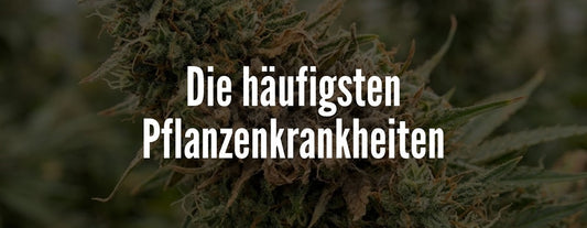 die häufigsten Krankheiten im Cannabisanbau