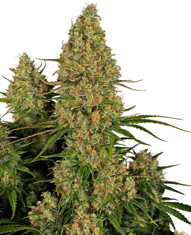 sticky-orange-xxl-autoflower