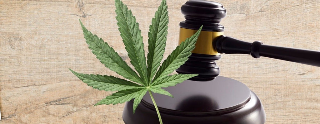 Wie viele Cannabispflanzen darf ich anbauen? Recht, Limits & Tipps 2025