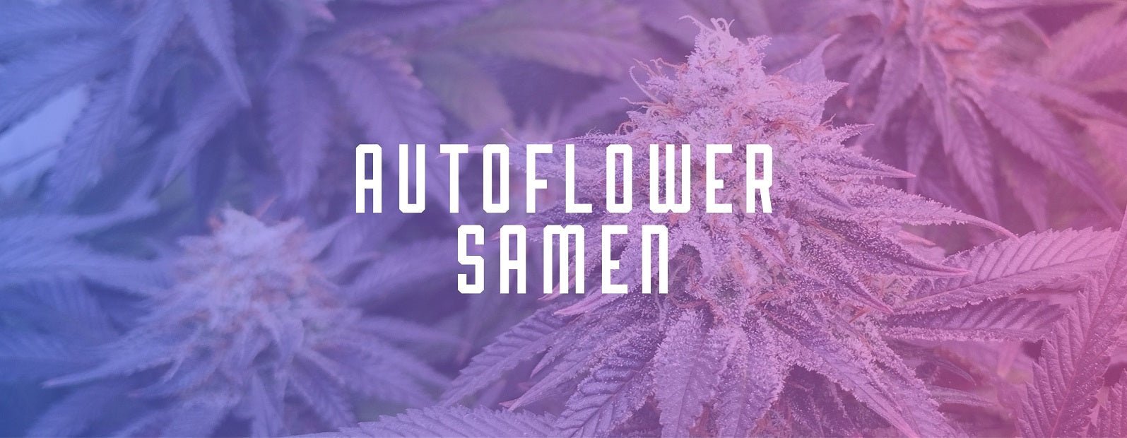 Autoflowering Cannabis Samen legal kaufen, selbstblühende Cannabis Samen