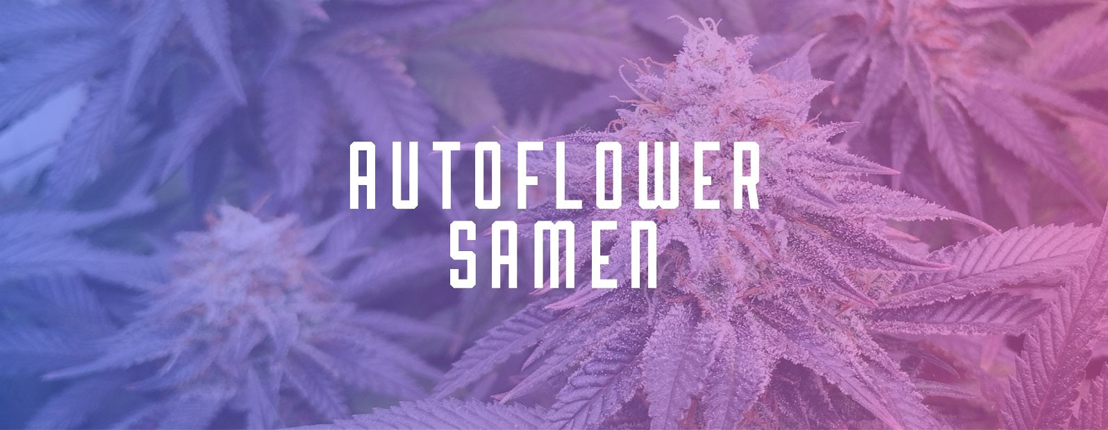 Autoflowering Cannabis Samen legal kaufen, selbstblühende Cannabis Samen