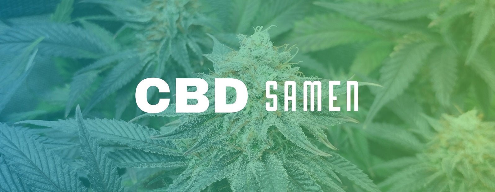 cbd-cannabis-samen-kaufen