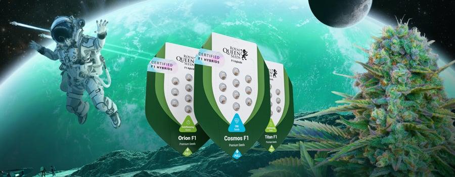 f1-hybride-cannabis-samen-bestellen