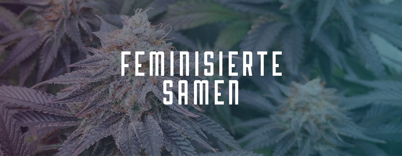 Feminisierte Cannabis Samen legal in Deutschland kaufen