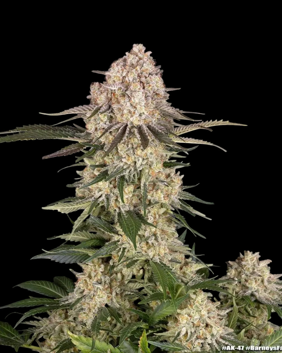 AK Strain von Barneys Farm