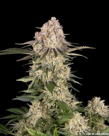 AK Strain von Barneys Farm