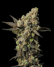 Astro Lemonade F1