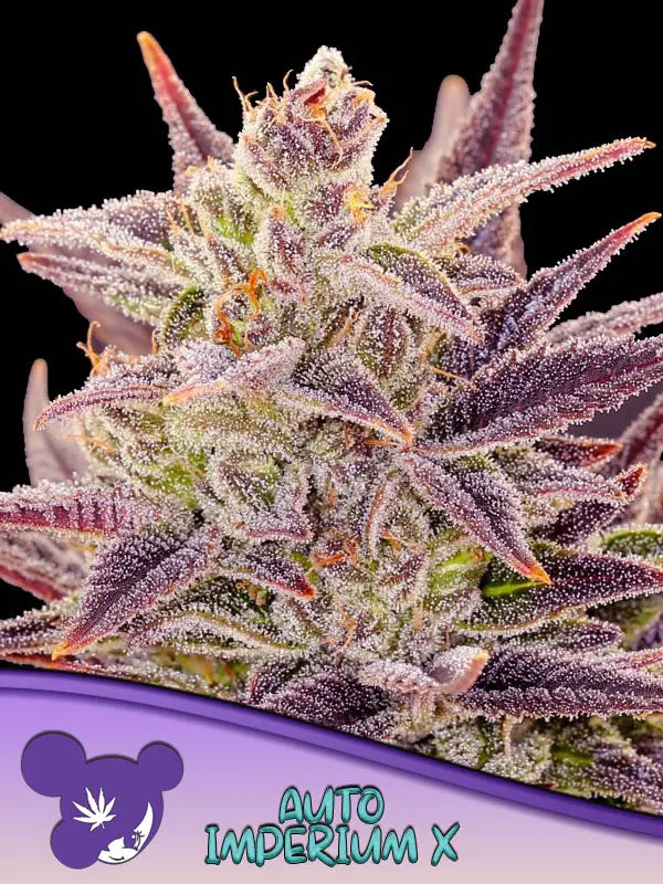 Anesia Seeds Imperium X Auto Cannabis Samen