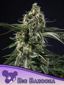 Anesia Seeds Big Bazooka Cannabis Samen