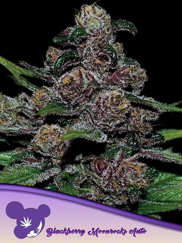 Anesia Seeds Blackberry Moonrocks Auto Cannabis Samen