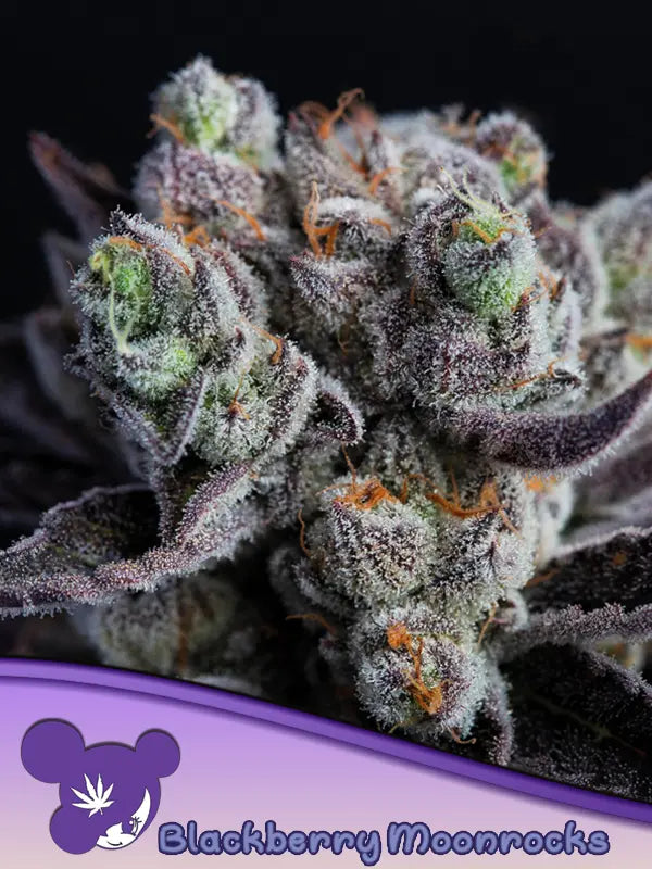 Anesia Seeds Blackberry Moonrocks Cannabis Samen