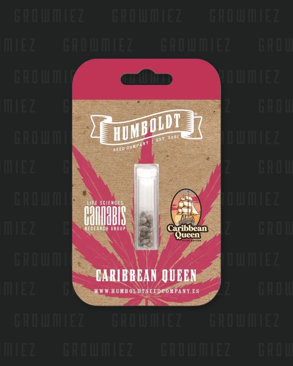Caribbean Queen reine Sativa Cannabis Samen kaufen