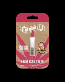 Caribbean Queen reine Sativa Cannabis Samen kaufen