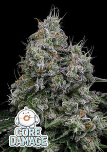 Anesia Seeds Core Damage Cannabis Samen