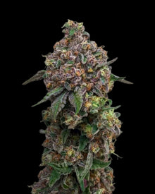 Cosmic Cheddar F1 Hybride Samen