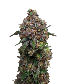 Cosmic Cheddar F1 von Royal Queen Seeds