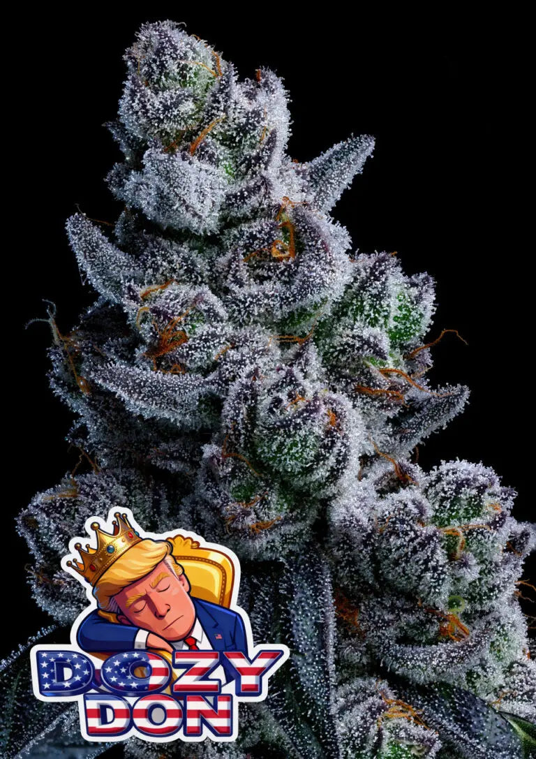 Anesia Seeds Dozy Don Cannabis Samen