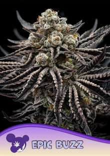 Epic Buzz von Anesia Seeds