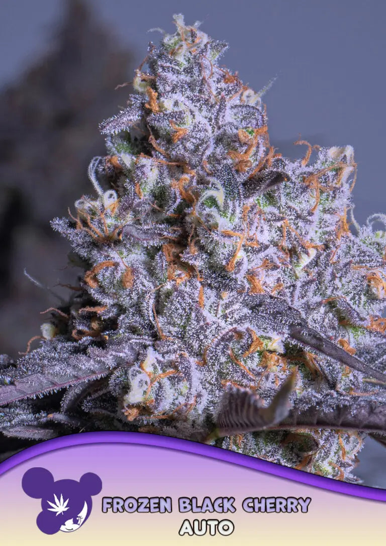 Anesia Seeds Frozen Black Cherry Auto Cannabis Samen