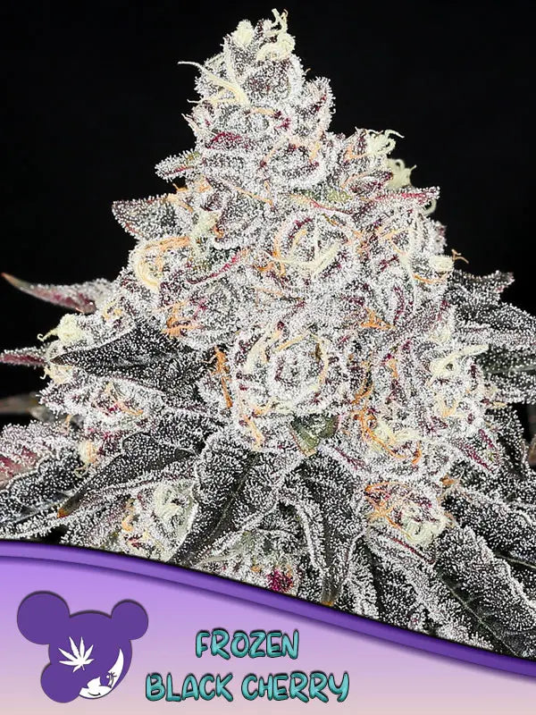 Anesia Seeds Frozen Black Cherry Cannabis Samen