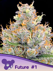 Anesia Seeds Future Cannabis Samen