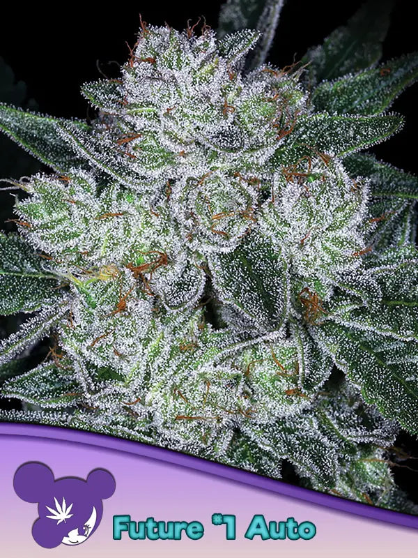 Anesia Seeds Future Auto Cannabis Samen