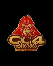 GG4 Sherbet FF