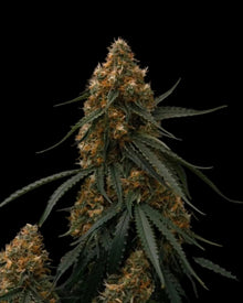 Gaia F1 Hybride Samen von Royal Queen Seeds