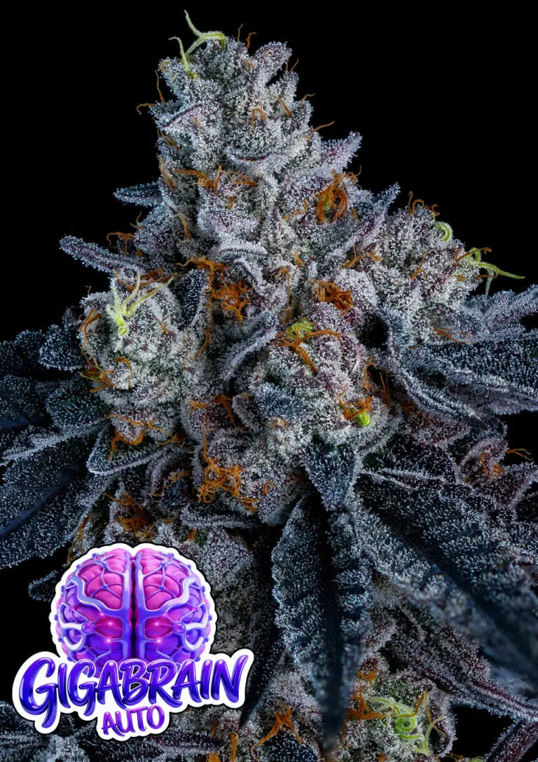 Anesia Seeds Gigabrain Auto Cannabis Samen