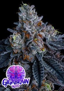 Anesia Seeds Gigabrain Auto Cannabis Samen