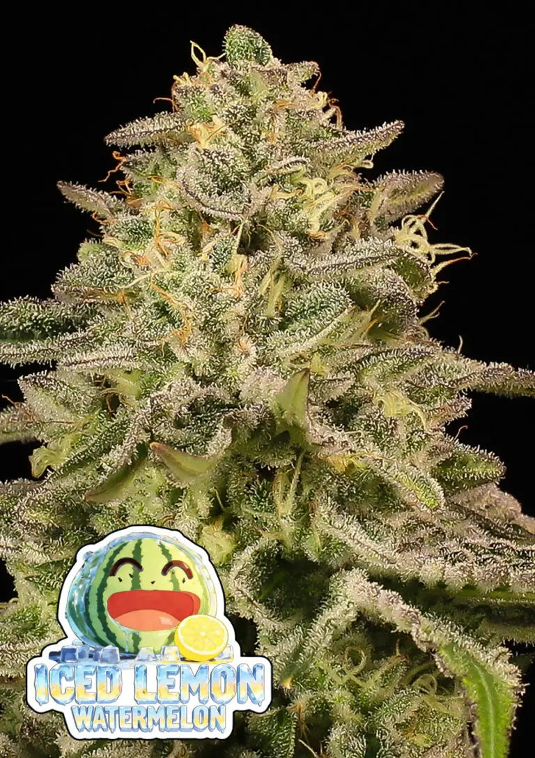 Anesia Seeds Iced Lemon Watermelon Cannabis Samen